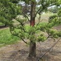 Taxodium distichum 'Peve Minaret' - Foto 3