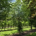 Fagus sylvatica - 6