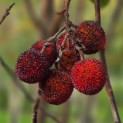Arbutus unedo - 8