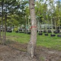 Betula nigra - Foto 1
