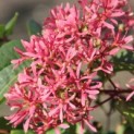 Heptacodium miconioides - Foto 1