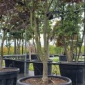 Acer palmatum 'Bloodgood' - Foto 3