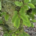 Carpinus betulus - 4