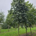 Styrax japonicus - 2