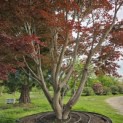 Acer palmatum 'Atropurpureum' - Foto 9