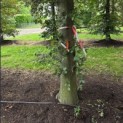 Fagus sylvatica 'Atropunicea' - 1