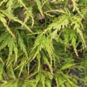 Acer palmatum 'Shigure bato' - 4