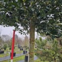 Ilex 'Nellie R. Stevens' - stamhoogte 200 cm