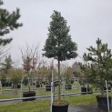 Ilex 'Nellie R. Stevens' - 350-375cm hoogte.  stamhoogte 200 cm