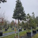 Ilex 'Nellie R. Stevens' - stamhoogte 200 cm