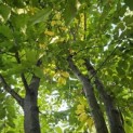 Carpinus betulus - 2