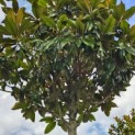 Magnolia grandiflora 'Galissonnière' - 1