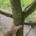 Carpinus betulus - 4