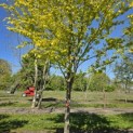 Fagus sylvatica 'Zlatia' - Foto 2