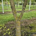 Quercus pontica - 5