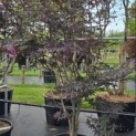 Acer palmatum 'Red Emperor' - Foto 2