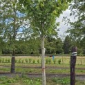 Acer rubrum 'Summer Red' - 3