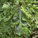 Quercus cerris 'Marmor Star' - 5