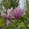Magnolia 'Betty' - 3