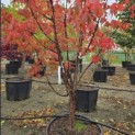 Acer griseum - 1