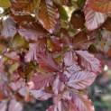 Fagus sylvatica 'Atropunicea' - blad mei 2024