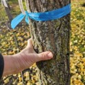 Ginkgo biloba - 1