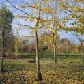 Ginkgo biloba - 2
