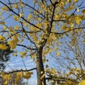 Ginkgo biloba - november 2025