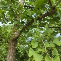 Ginkgo biloba - 1