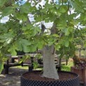 Ficus carica 'Brown Turkey' - 3