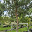 Pinus sylvestris - 1