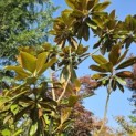 Magnolia grandiflora 'Galissonnière' - 4