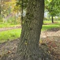 Liquidambar styraciflua - 6