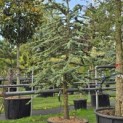 Cedrus libani 'Glauca' - 3