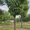 Acer rubrum 'Scanlon' - Foto 2