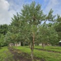Pinus sylvestris - Foto 10