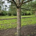 Pinus nigra 'Nigra' - 6