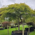 Acer palmatum 'Dissectum' - Foto 1