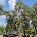 Quercus Suber - 2