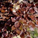 Fagus sylvatica 'Atropunicea' - 3