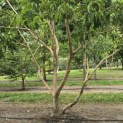Heptacodium miconoides - 1