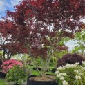 Acer palmatum 'Fireglow' - 3
