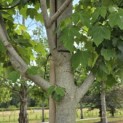 Acer Rubrum 'Brandywine' - Foto 1