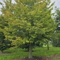 Carpinus Betulus - 9