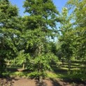 Fagus sylvatica - 1
