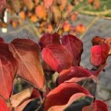 Cornus kousa Chinensis - Foto 2