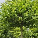 Carpinus betulus - Foto 1