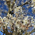 Amelanchier lamarckii - 1