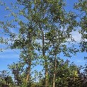 Quercus Suber - Foto 1
