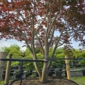Acer palmatum 'Atropurpureum' - Foto 7